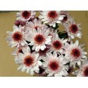 MARGARITA NACIONAL LE MANS ROSA 