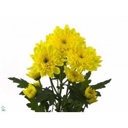 MARGARITA NACIONAL ZEMBLA AMARILLA