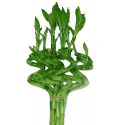 BAMBU SPIRAL 70 CM
