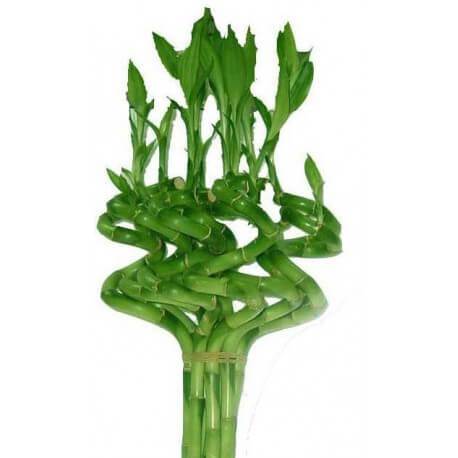 BAMBU SPIRAL 70 CM