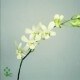 SANTOS-DENDRO BLANCO EX 