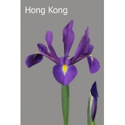 SANTOS-IRIS AZUL HOL