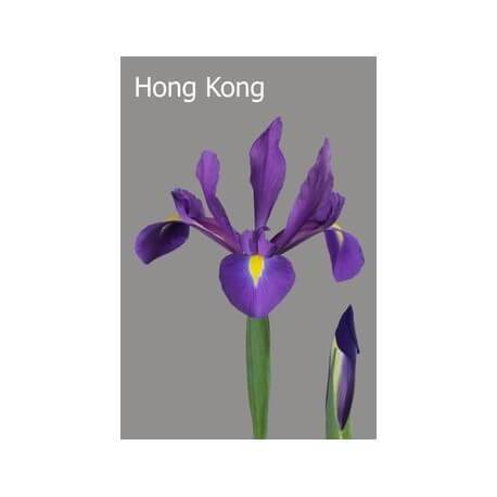 SANTOS-IRIS AZUL HOL