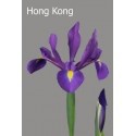 SANTOS-IRIS AZUL HOL