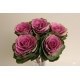 SANTOS-BRASSICA RED CRANE