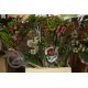 SANTOS-EXOTEN SAFARI BOUQUET 