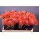 SANTOS-PROTEA NARANJA X5 TALLOS