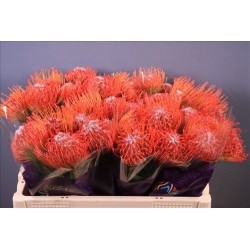 SANTOS-PROTEA NARANJA X5 TALLOS
