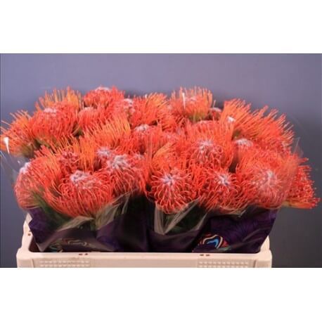 SANTOS-PROTEA NARANJA X5 TALLOS