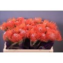 SANTOS-PROTEA NARANJA X5 TALLOS
