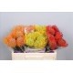 SANTOS-PROTEA AMARILLA X5 TALLOS