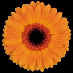 SANTOS-GERBERA NARANJA HOL X15
