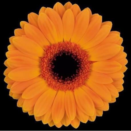 SANTOS-GERBERA NARANJA HOL X15