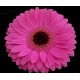SANTOS-GERBERA FUCSIA HOL X15