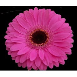 SANTOS-GERBERA FUCSIA HOL X15