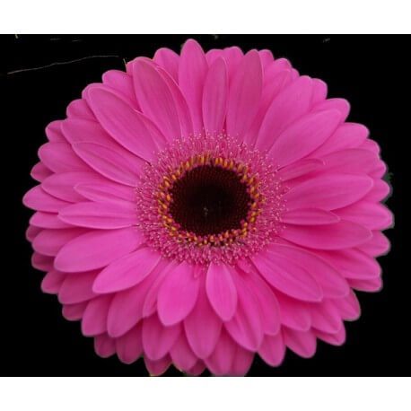 SANTOS-GERBERA FUCSIA HOL X15
