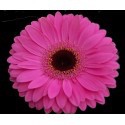 SANTOS-GERBERA FUCSIA HOL X15