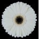 SANTOS-GERBERA BLANCA HOL X15