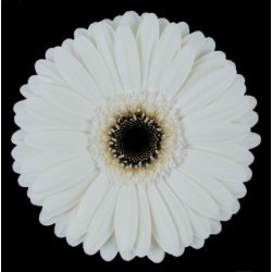 SANTOS-GERBERA BLANCA HOL X15