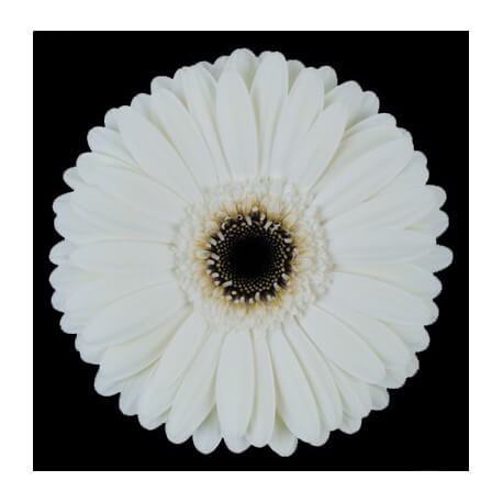 SANTOS-GERBERA BLANCA HOL X15