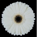 SANTOS-GERBERA BLANCA HOL X15