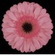 SANTOS-GERBERA ROSA HOL X15