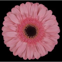 SANTOS-GERBERA ROSA HOL X15