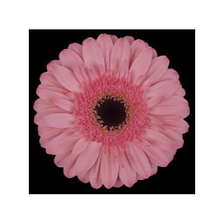SANTOS-GERBERA ROSA HOL X15