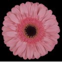 SANTOS-GERBERA ROSA HOL X15