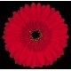 SANTOS-GERBERA ROJA HOL X15