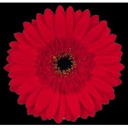 SANTOS-GERBERA ROJA HOL X15