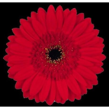 SANTOS-GERBERA ROJA HOL X15