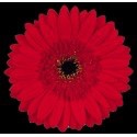 SANTOS-GERBERA ROJA HOL X15