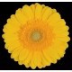 SANTOS-GERBERA AMARILLA HOL X15