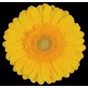 SANTOS-GERBERA AMARILLA HOL X15