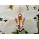 SANTOS-CYMBIDIUM BLANCO EX 80 CM