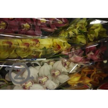 SANTOS-CYMBIDIUM MIXTO EX 80 CM X6