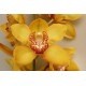 SANTOS-CYMBIDIUM AMARILLO EX 80 CM