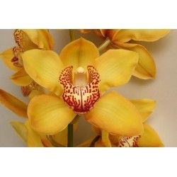 SANTOS-CYMBIDIUM AMARILLO EX 80 CM