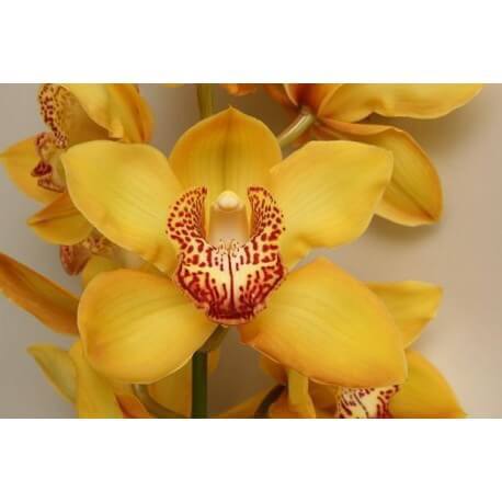 SANTOS-CYMBIDIUM AMARILLO EX 80 CM