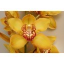SANTOS-CYMBIDIUM AMARILLO EX 80 CM