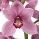 SANTOS-CYMBIDIUM ROSA EX 80 CM