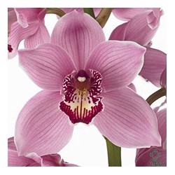 SANTOS-CYMBIDIUM ROSA EX 80 CM