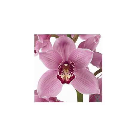 SANTOS-CYMBIDIUM ROSA EX 80 CM