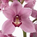 SANTOS-CYMBIDIUM ROSA EX 80 CM