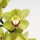 SANTOS-CYMBIDIUM VERDE EX 80 CM