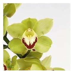 SANTOS-CYMBIDIUM VERDE EX 80 CM