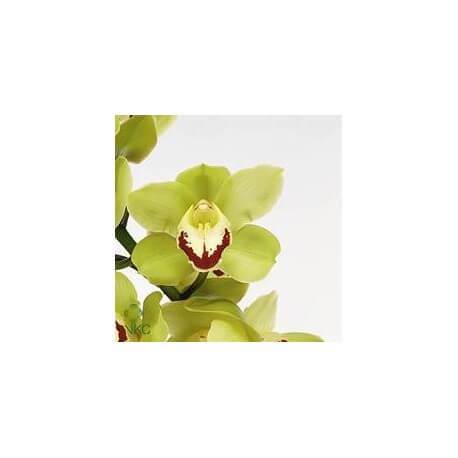 SANTOS-CYMBIDIUM VERDE EX 80 CM