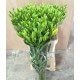 SANTOS-LILIUM L.A. AMARILLO EX [4/5 FL]