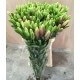 SANTOS-LILIUM L.A. ROSA EX [4/5 FL]